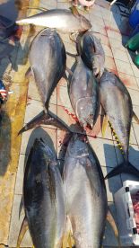 Full day Tuna with Vida Loca and James