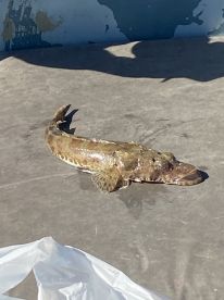 Half day trip with captain paul