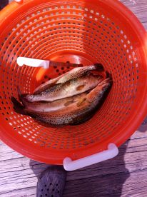 Did a four trip. Great time and will do it again. Plenty of action. Had shark on line. Caught Plenty of trout.  Lady fish. And Plenty of others.