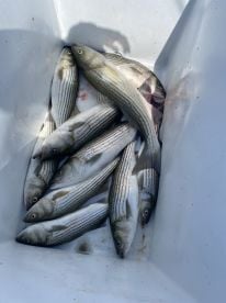 6 Hour afternoon charter