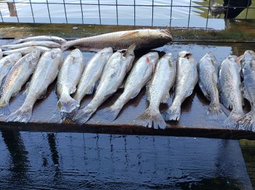 Half day trip with Captain Juan 