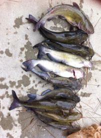 Little bit of fishing