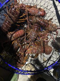 8 hour Catalina trip