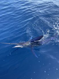 Fishing with Aristeo