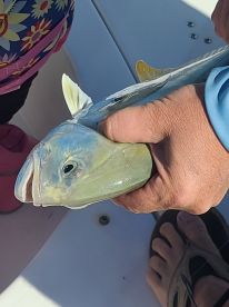 Excellent half day excursion with Captian Ken