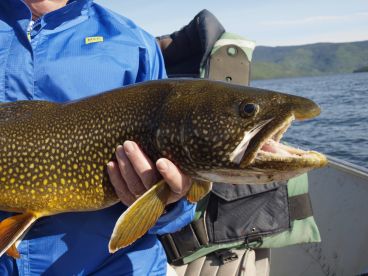 Grizzly Creek Lodge is Tops for Shallow Water Fly Angling for Lake Trout