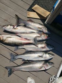 Half day with Captain Dan