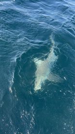 first time fishing the Gulf.