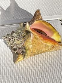 TCI Fishing and diving for Lobster and Conch