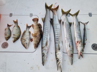 Deep Sea Fishing Charter with Captain Marco