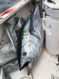 Special J Fishing Charter Will land you fish