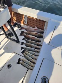 Phenomenal experience