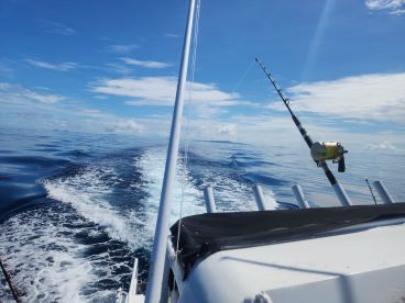 BULA, fishy ,fishy, fishy