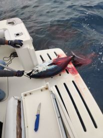 Big game fishing in the easter