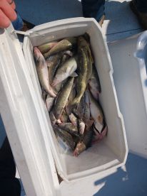 Day Walleye Trip with Capt. Tom