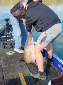 Half Day Spoonbill Trip 