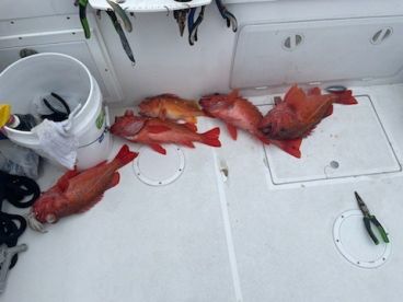 Half Day with Captain