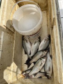 Half day with Charles 