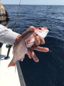 6 hour trip with O Sea D—-INCREDIBLE!!!