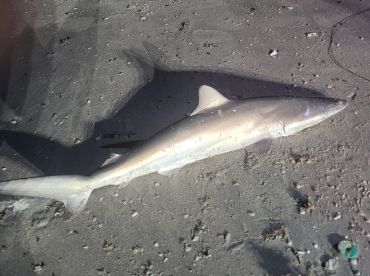 Evening shark fishing