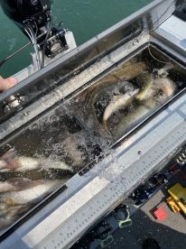 Half day morning trip with Captain Tom