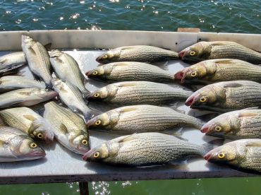 Outstanding half day trip with Captain TJ Fairbanks.