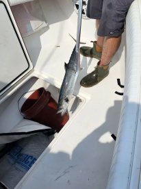 6 hour trip with Captain Will and Mate George 