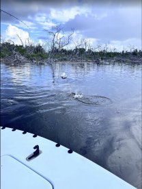 Half Day Tarpon Fishing