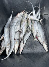 Four hour trip with Captain John and Owen 