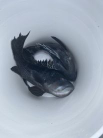 Half day fishing trip with Capt Kyle 