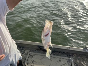 Great Trip and Great Captain