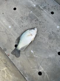 Great Trip and Great Captain