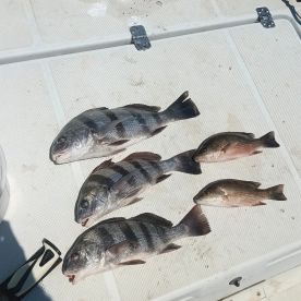 Half day trip with Captian Andrew