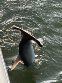 Fun evening on the Harbor