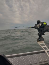 Company appreciation day.