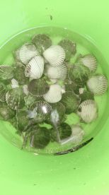 Half day scallop trip