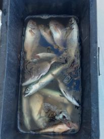 Breams and snappers for the morning