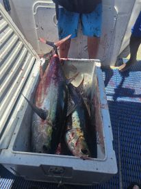 Game fishing and bottom bashing