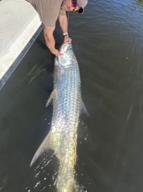 Tarpon are awesome 