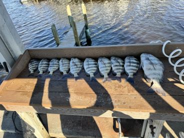 Scout was great with kids 