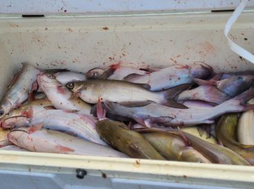 Catfish trip