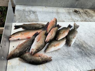 Captain Ricky worked hard and had to re-anchor with changing wind directions caught 40 to 50 fish