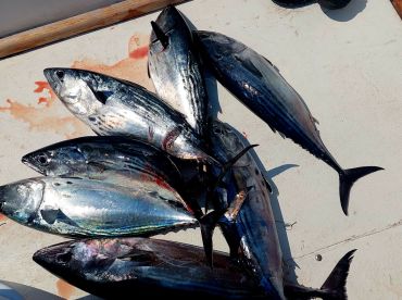 Half day trip with Captain Ramero