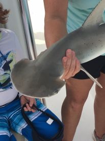 Shark Fishing with Lindsay