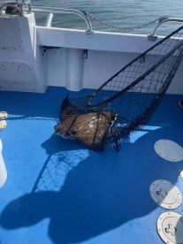 Great day for Stingrays