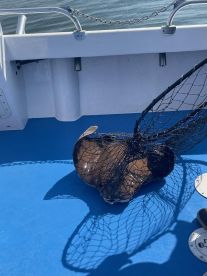 Great day for Stingrays