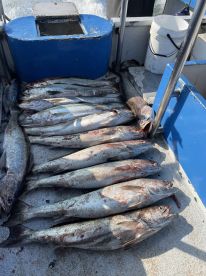 Wonderful geelbek fishing trip 