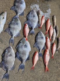 Perfect shaded boat for fishing