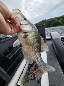 Caught Huge Crappie!
