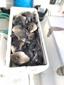 Good day with Cptn Roger!